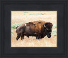 Load image into Gallery viewer, King of the Desert
