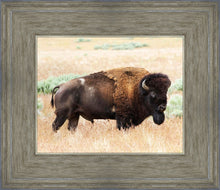 Load image into Gallery viewer, King of the Desert