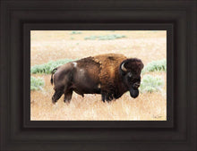 Load image into Gallery viewer, King of the Desert
