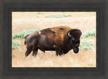 Load image into Gallery viewer, King of the Desert