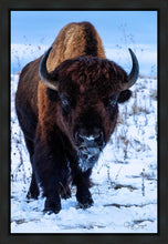 Load image into Gallery viewer, Buddy