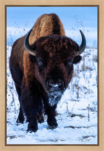 Load image into Gallery viewer, Buddy