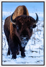 Load image into Gallery viewer, Buddy