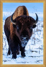 Load image into Gallery viewer, Buddy