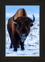 Load image into Gallery viewer, Buddy