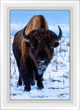 Load image into Gallery viewer, Buddy