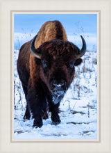 Load image into Gallery viewer, Buddy