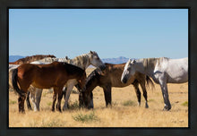 Load image into Gallery viewer, Mingle