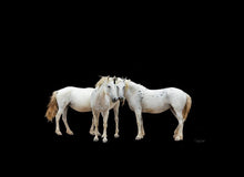 Load image into Gallery viewer, Three White Horses