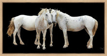 Load image into Gallery viewer, Three White Horses