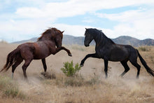 Load image into Gallery viewer, War Dance