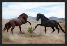 Load image into Gallery viewer, War Dance