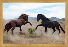 Load image into Gallery viewer, War Dance