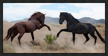 Load image into Gallery viewer, War Dance