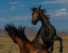 Load image into Gallery viewer, Winner Takes All