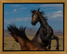 Load image into Gallery viewer, Winner Takes All