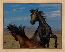 Load image into Gallery viewer, Winner Takes All