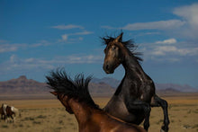 Load image into Gallery viewer, Winner Takes All