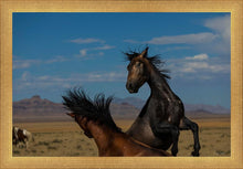 Load image into Gallery viewer, Winner Takes All