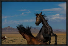 Load image into Gallery viewer, Winner Takes All