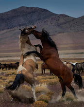 Load image into Gallery viewer, Desert Duel 1