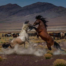 Load image into Gallery viewer, Desert Duel 5