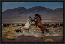 Load image into Gallery viewer, Desert Duel 5
