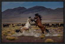Load image into Gallery viewer, Desert Duel 5