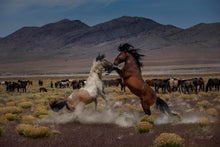 Load image into Gallery viewer, Desert Duel 5