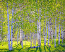 Load image into Gallery viewer, Early Morning Light in the Wasatch Backcountry