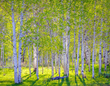 Load image into Gallery viewer, Early Morning Light in the Wasatch Backcountry