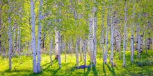 Load image into Gallery viewer, Early Morning Light in the Wasatch Backcountry