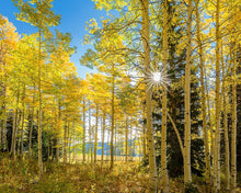 Load image into Gallery viewer, Autumn in the Rocky Mountains, Wasatch National Forest, Utah