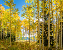 Load image into Gallery viewer, Autumn in the Rocky Mountains, Wasatch National Forest, Utah