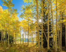 Load image into Gallery viewer, Autumn in the Rocky Mountains, Wasatch National Forest, Utah