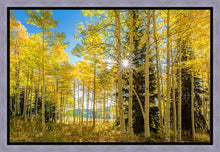 Load image into Gallery viewer, Autumn in the Rocky Mountains, Wasatch National Forest, Utah