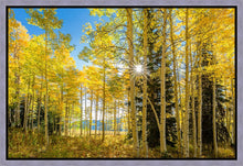 Load image into Gallery viewer, Autumn in the Rocky Mountains, Wasatch National Forest, Utah