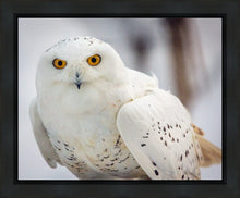 Load image into Gallery viewer, Snowy Owl, Haines, Alaska