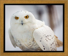 Load image into Gallery viewer, Snowy Owl, Haines, Alaska