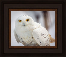 Load image into Gallery viewer, Snowy Owl, Haines, Alaska