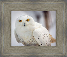Load image into Gallery viewer, Snowy Owl, Haines, Alaska
