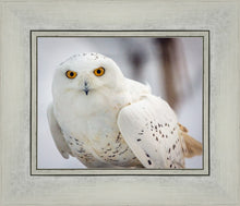 Load image into Gallery viewer, Snowy Owl, Haines, Alaska