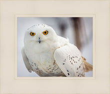 Load image into Gallery viewer, Snowy Owl, Haines, Alaska