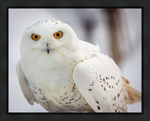 Load image into Gallery viewer, Snowy Owl, Haines, Alaska