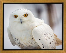 Load image into Gallery viewer, Snowy Owl, Haines, Alaska