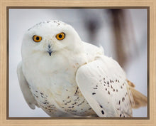 Load image into Gallery viewer, Snowy Owl, Haines, Alaska