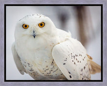Load image into Gallery viewer, Snowy Owl, Haines, Alaska