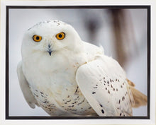 Load image into Gallery viewer, Snowy Owl, Haines, Alaska