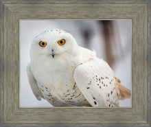 Load image into Gallery viewer, Snowy Owl, Haines, Alaska