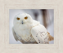 Load image into Gallery viewer, Snowy Owl, Haines, Alaska